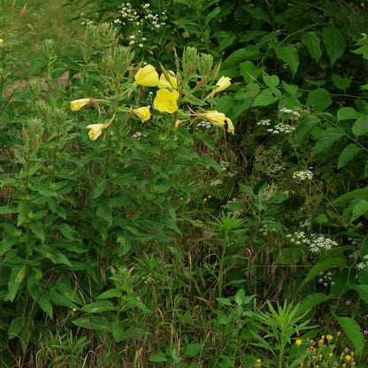 Oenothera Biennis Flower Seeds