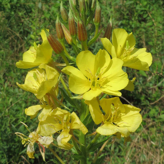 Oenothera Biennis Flower Seeds
