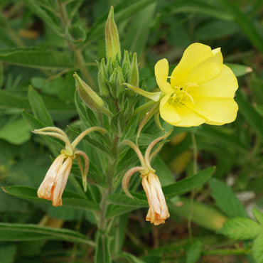 Oenothera Biennis Flower Seeds