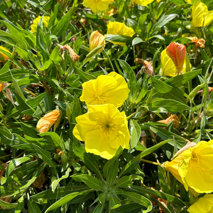 Oenothera Macrocarpa Flower Seeds