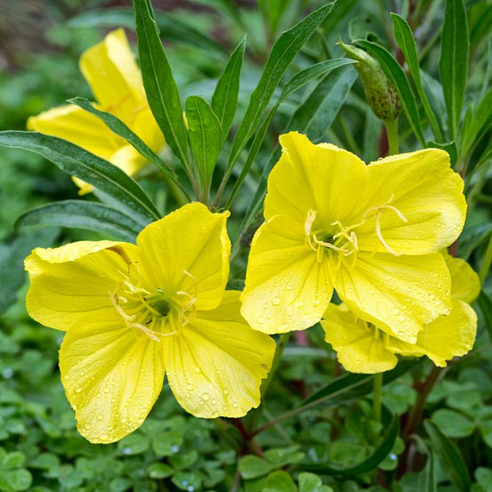 Oenothera Macrocarpa Flower Seeds