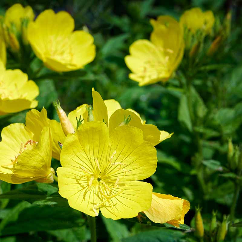 Missouri Evening Primrose Flower Seeds