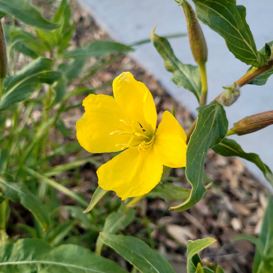 Hooker’s Evening Primrose Flower Seeds