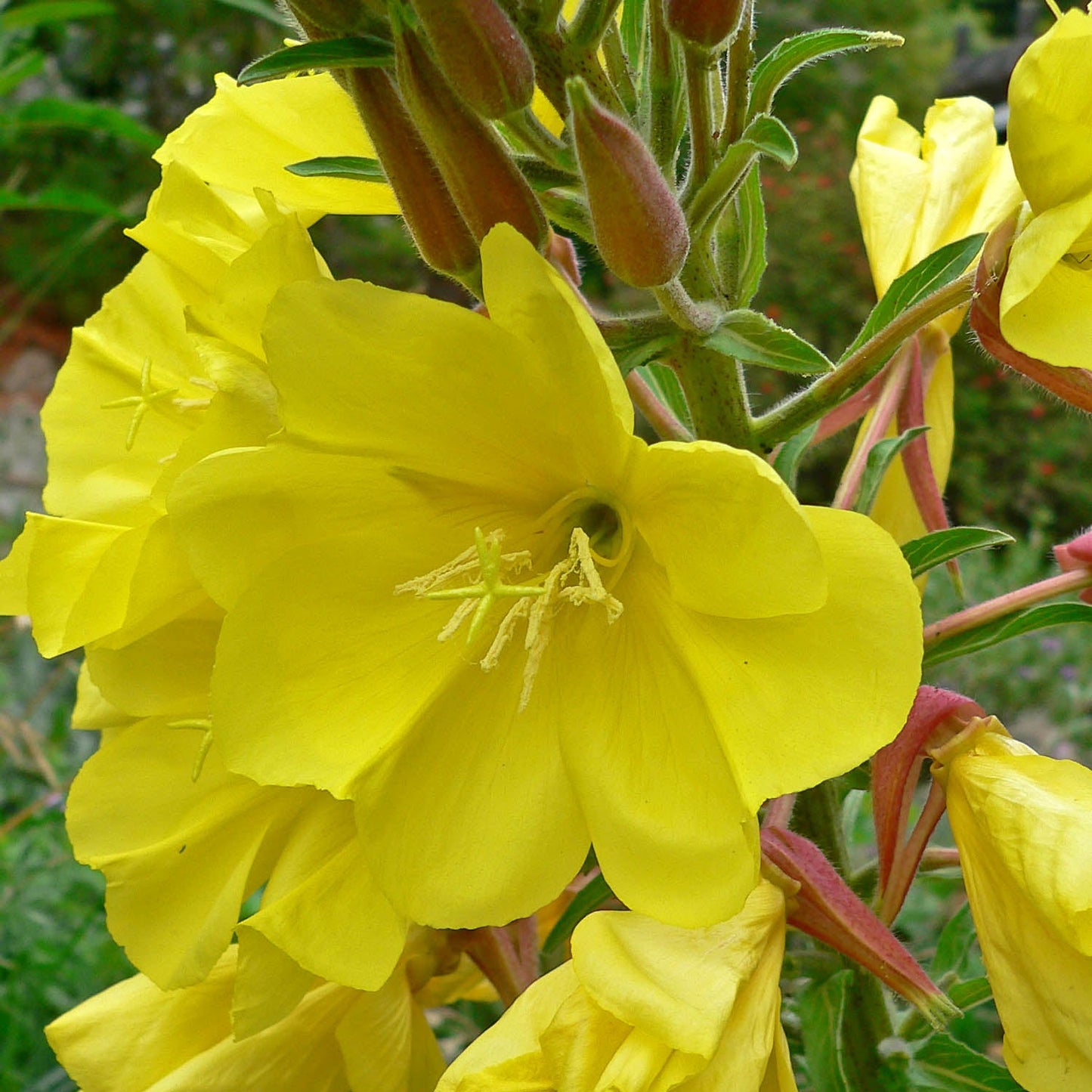 Hooker’s Evening Primrose Flower Seeds