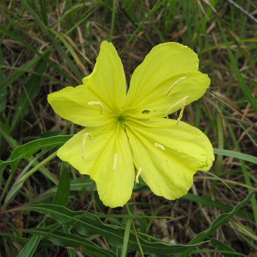Missouri Evening Primrose Flower Seeds