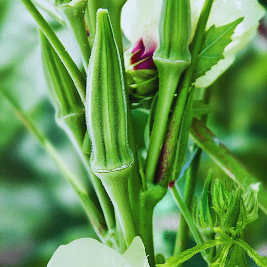 Okra Warm-Season Vegetable Seeds