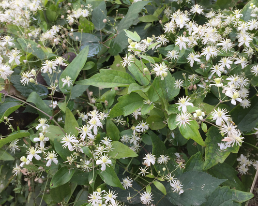 Old (Old Man’s) seeds for planting in home garden