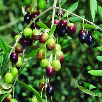 olive tree seeds for planting Olive Fruit Seeds for Planting – Heirloom, Non-GMO, Drought-Tolerant, – Pure Asia Seeds