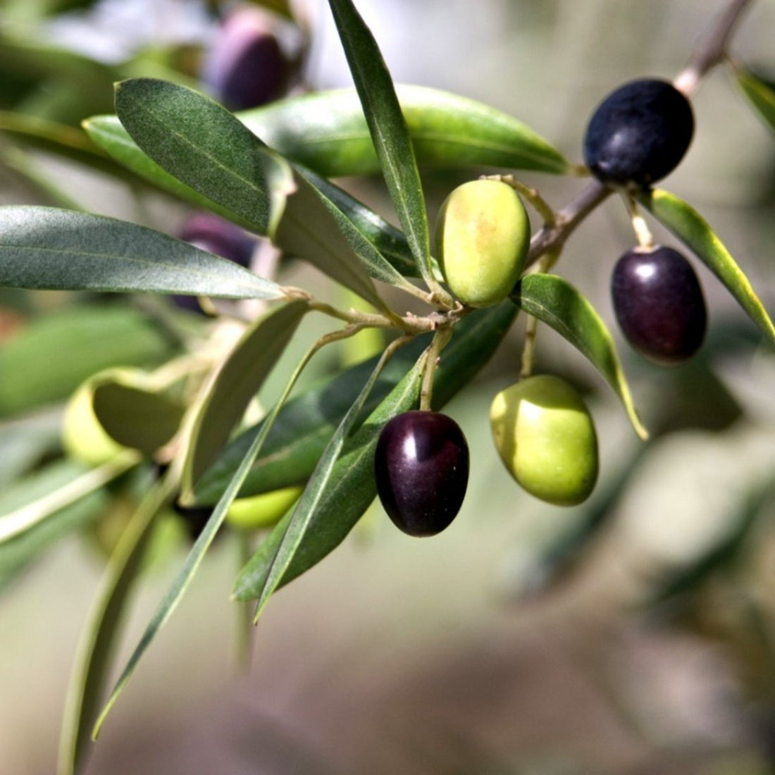 Olive Fruit Seeds