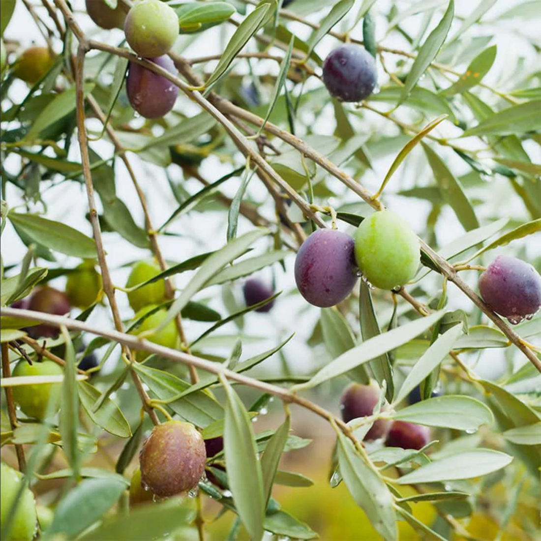 Olive Fruit Seeds
