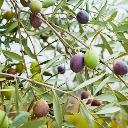 Olive Fruit Seeds
