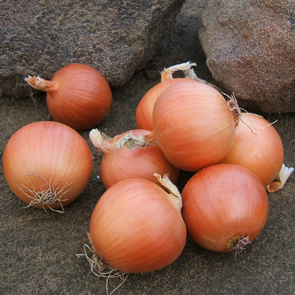 Yellow Onion Vegetable Seeds