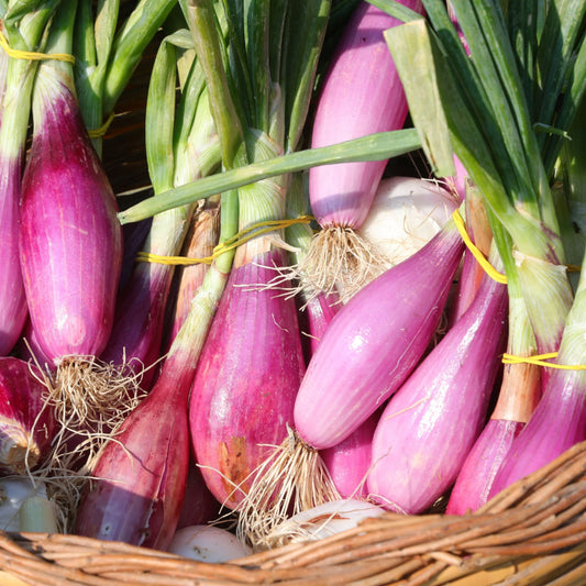 Red Torpedo Onion Vegetable Seeds