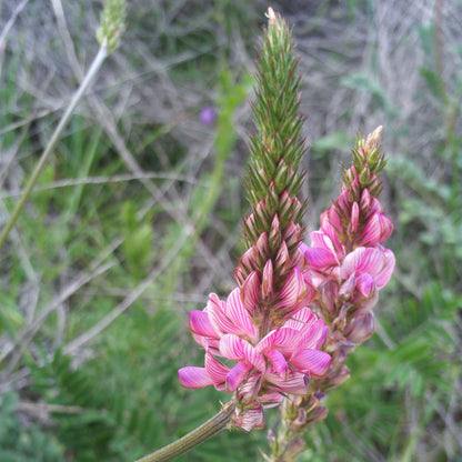 Onobrychis Viciifolia (Sainfoin) Plant Seeds for Planting – Heirloom, Non-GMO, Easy to Grow, Perennial