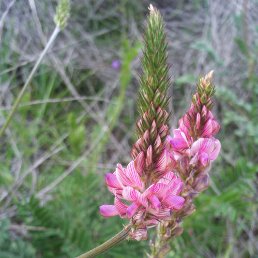 Onobrychis Viciifolia (Sainfoin) Plant Seeds for Planting – Heirloom, Non-GMO, Easy to Grow, Perennial