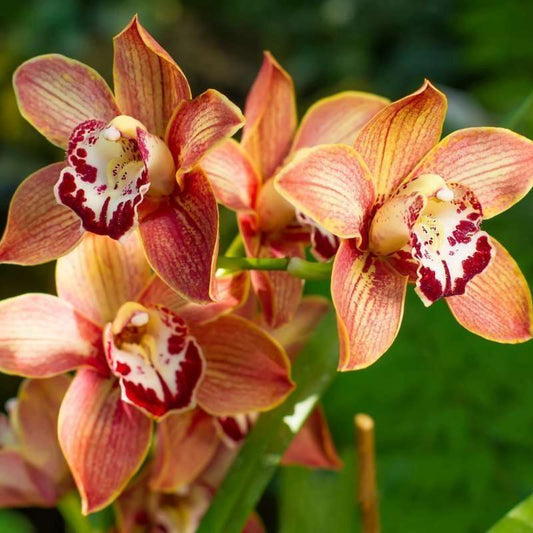 Cymbidium Orchid Flower Seeds
