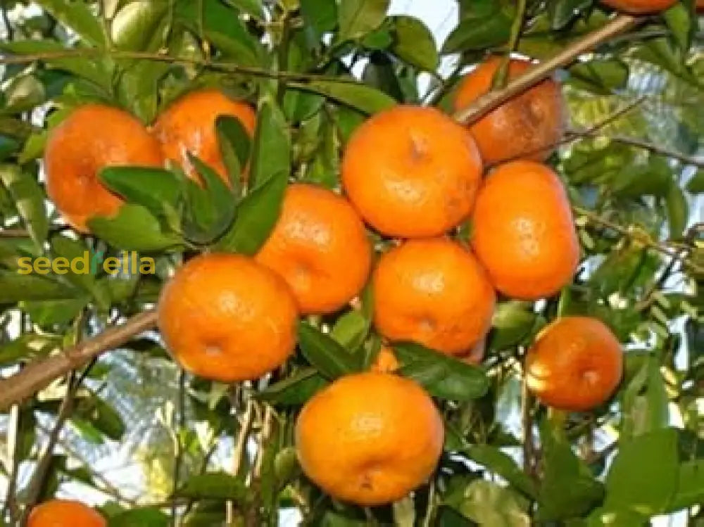 Orange Fruits Seeds Perfect For Planting And Growing heirloom non-gmo organic garden seeds