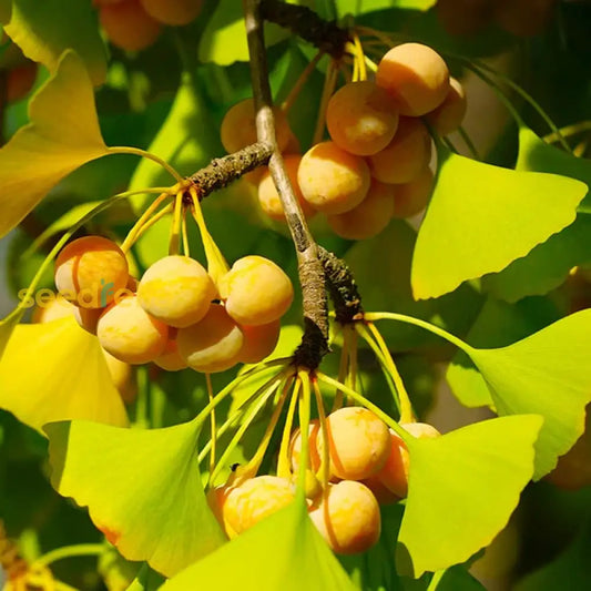 Orange Ginkgo Seeds For Easy Planting heirloom non-gmo organic garden seeds