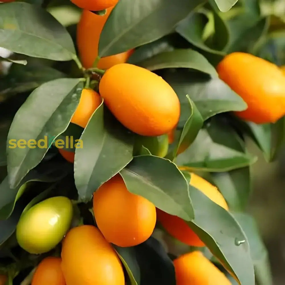 Orange Kumquat Tree Seeds for Planting Grow Your Own Citrus