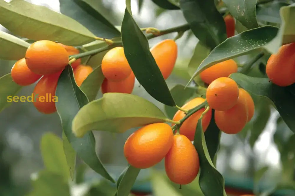 Orange Kumquat Tree Seeds for Planting Grow Your Own Citrus
