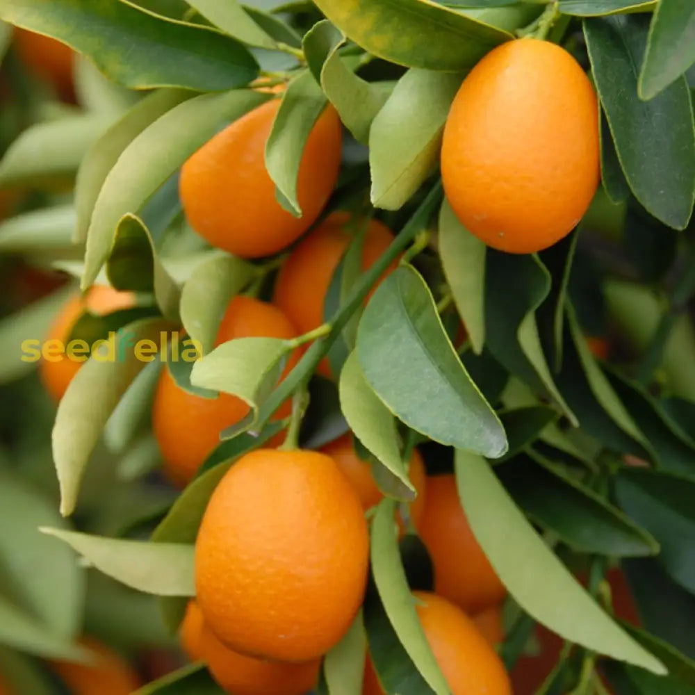 Orange Kumquat Tree Seeds For Planting Grow Your Own Citrus heirloom non-gmo organic garden seeds