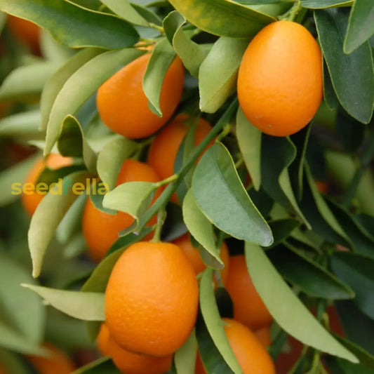 Orange Kumquat Tree Seeds For Planting Grow Your Own Citrus heirloom non-gmo organic garden seeds