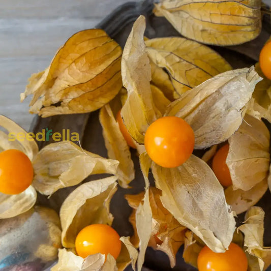 Orange Tomatillo Seeds For Easy Planting heirloom non-gmo organic garden seeds