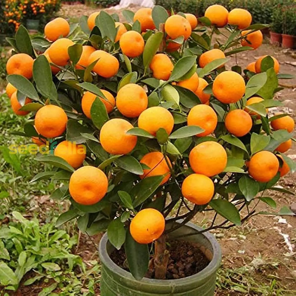 Orange Fruits Seeds - Perfect for Planting and Growing