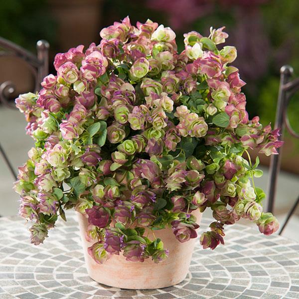 Origanum 'Kirigami' Herb Seeds