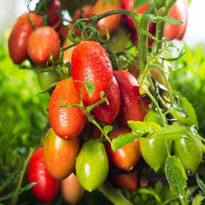Amish Paste Tomato Vegetable Seeds