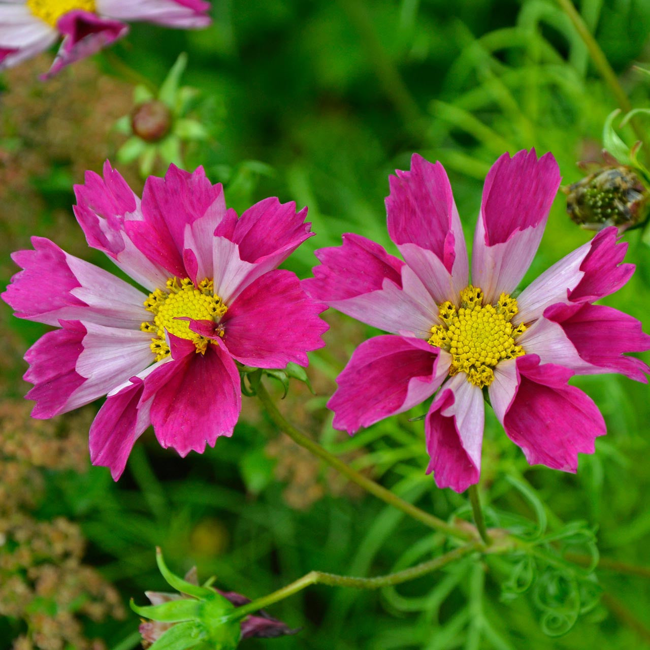 Sea Shells Cosmos Bipinnatus Flower Seeds