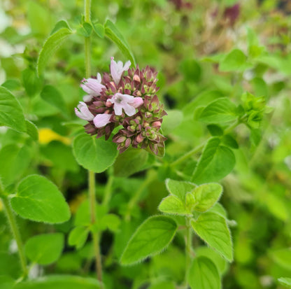 Origanum Vulgare Herb Seeds