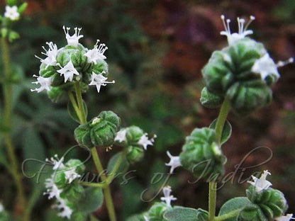 Sweet Marjoram (Origanum majorana) Herb Flower Seeds