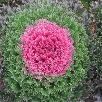 Red Kale Flower Seeds