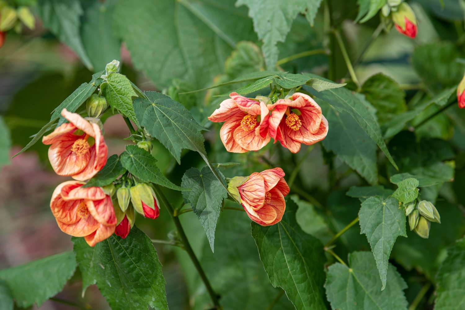 TropicalAbutilonGardenSeeds