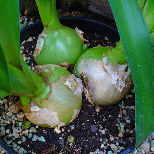 Ornithogalum Caudatum Plant Seeds