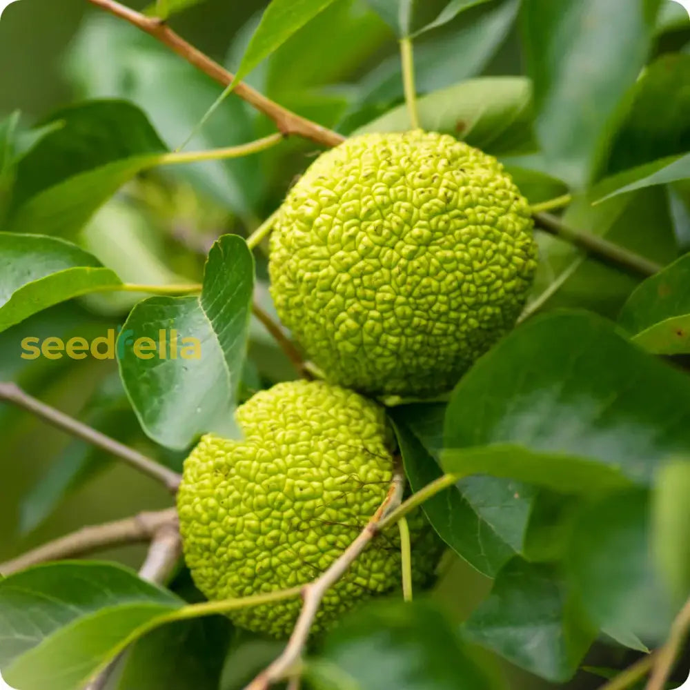 Osage Fruit Seeds For Planting Hardy & Drought Resistant Tree Seeds heirloom non-gmo organic garden seeds