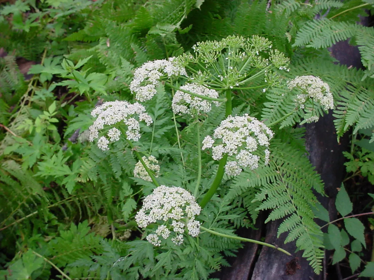 Semi di Erba di Ligusticum Porteri