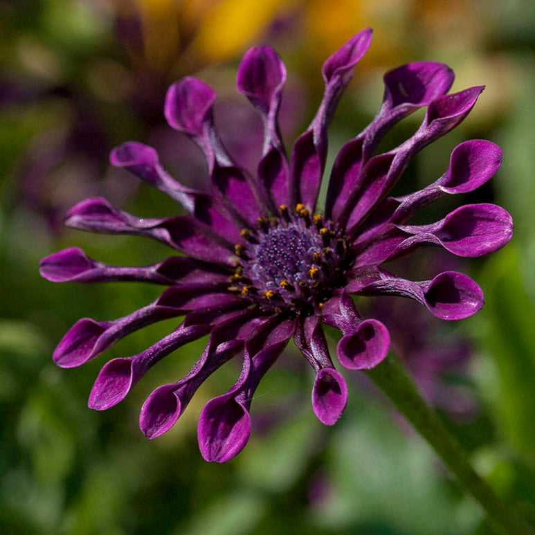 Purple Osteospermum Flower Seeds