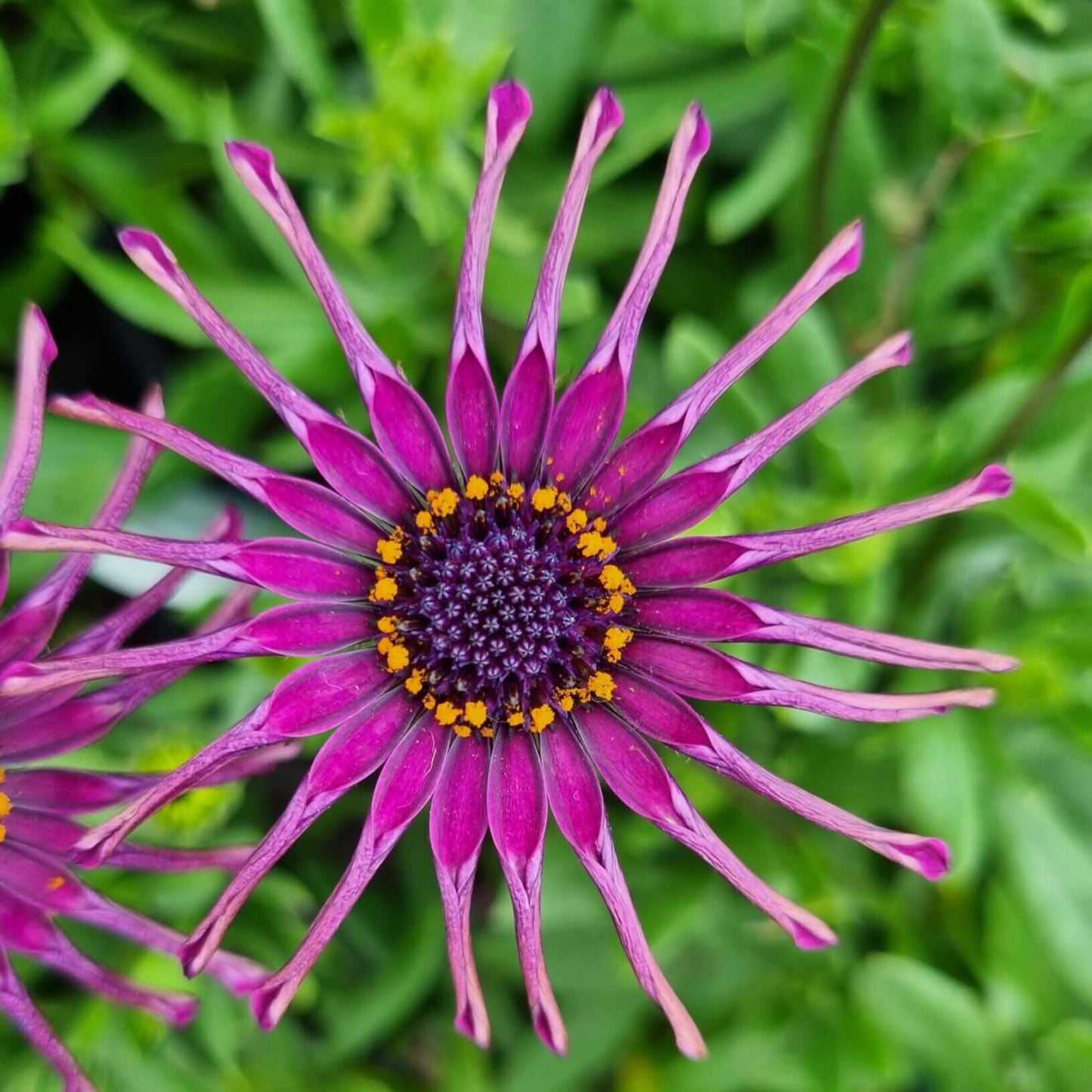 Purple Osteospermum Flower Seeds