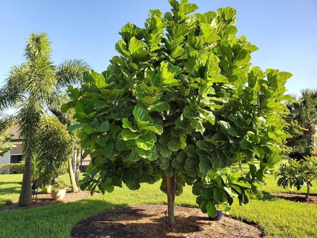 Ficus Lyrata Plant Seeds