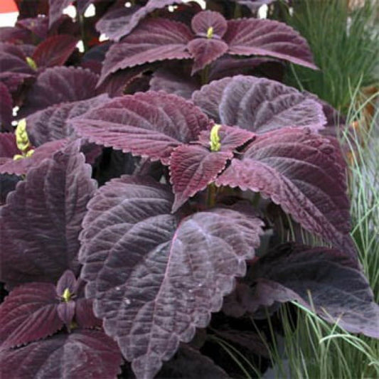 Dark Chocolate Coleus Plant Seeds for Planting – Heirloom, Non-GMO, Easy to Grow, Foliage Plant
