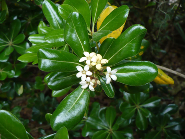 Pittosporum Tobira Flower Seeds