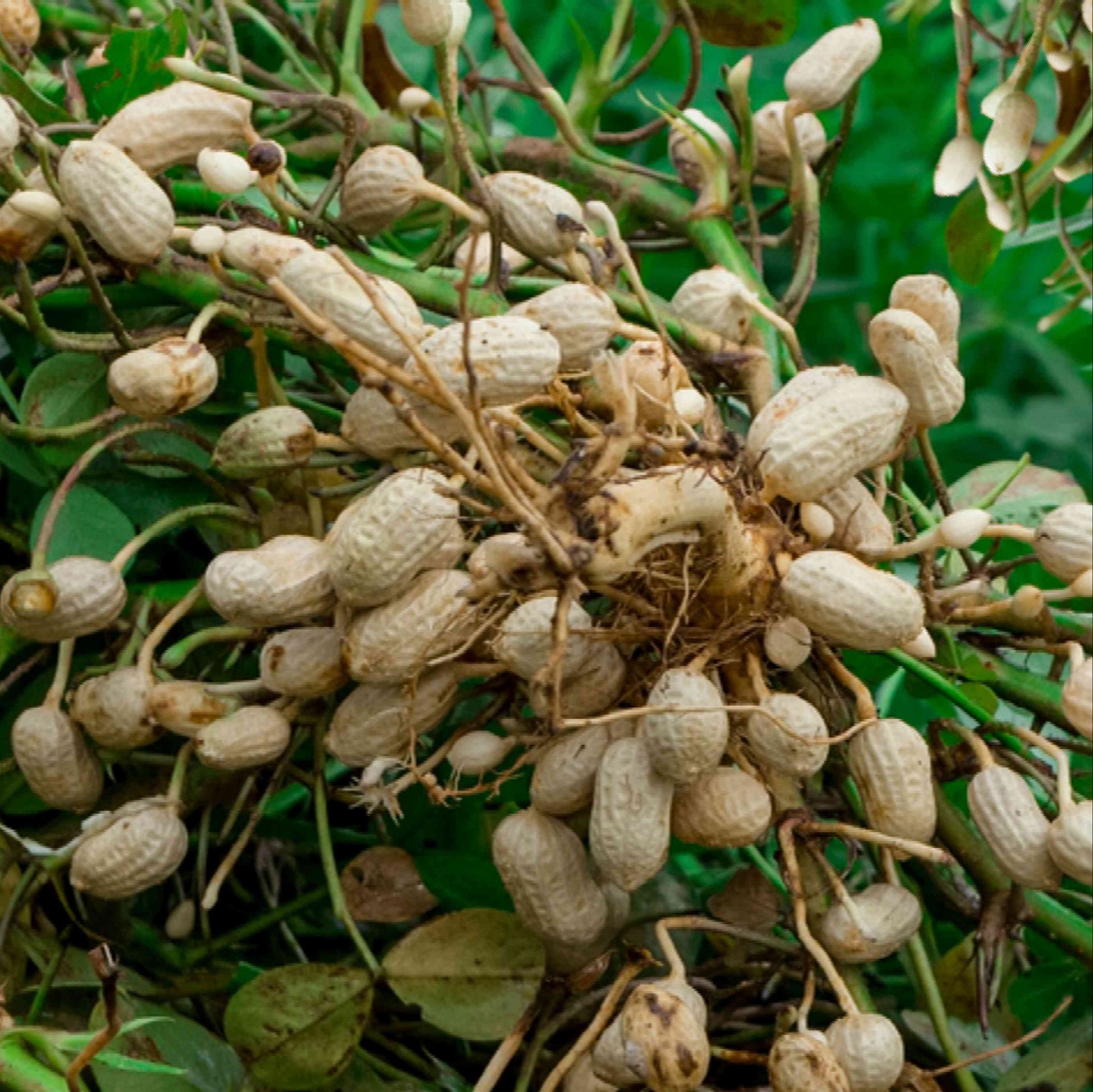 heirloom peanut seeds for planting Peanut Vegetable Seeds for Planting – Heirloom, Non-GMO, Easy to Grow, – Pure Asia Seeds