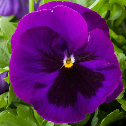 Pansy Violet Flower Seeds