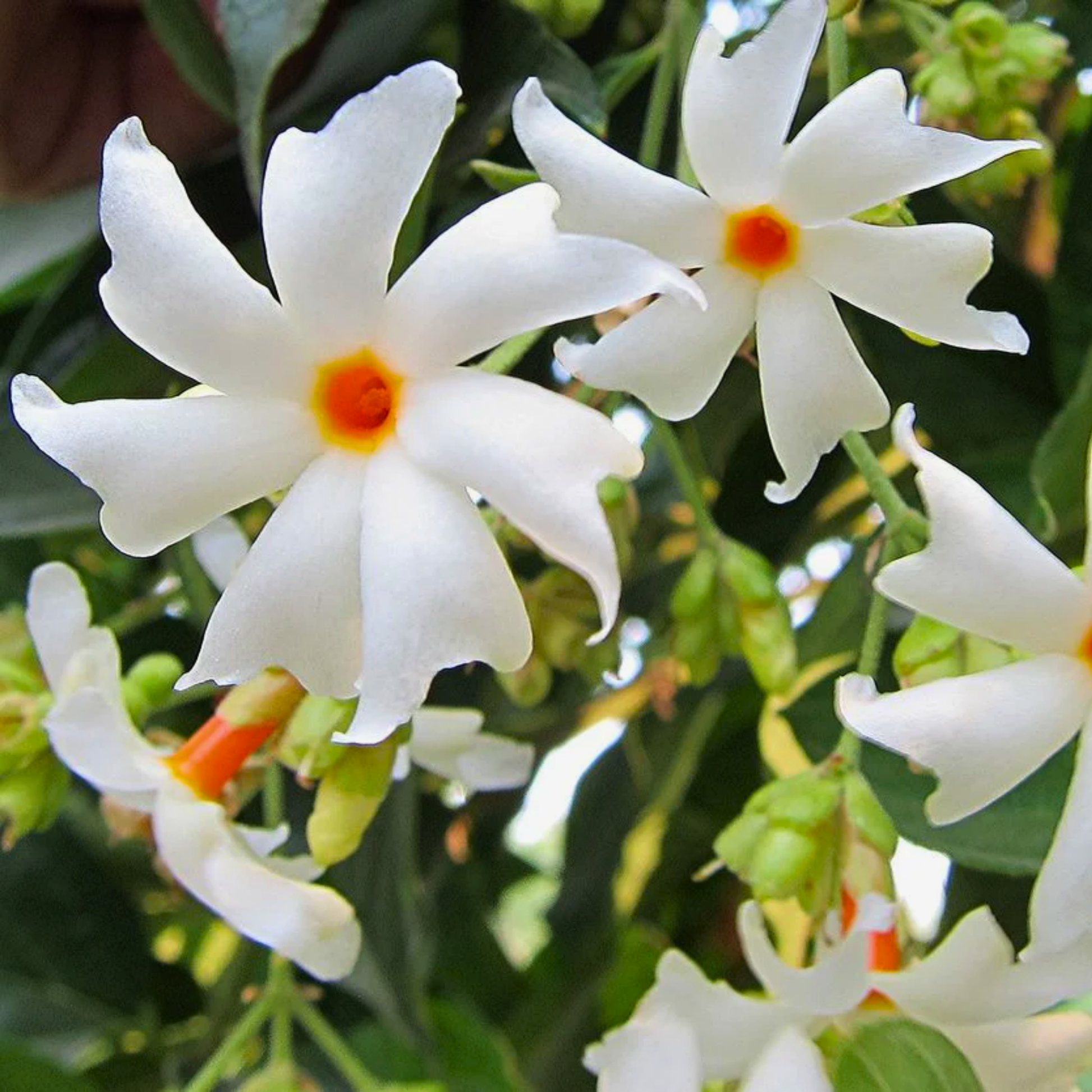 raat ki rani flower seeds Night-Flowering Jasmine Flower Seeds for Planting – Heirloom, Non-GMO, – Pure Asia Seeds
