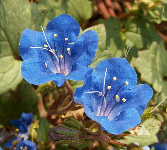 Blue Bell Flower seeds for Planting - Garden Favorite, Heirloom & GMO Free Seeds for Home Garden
 
 Sale for planting in home garden