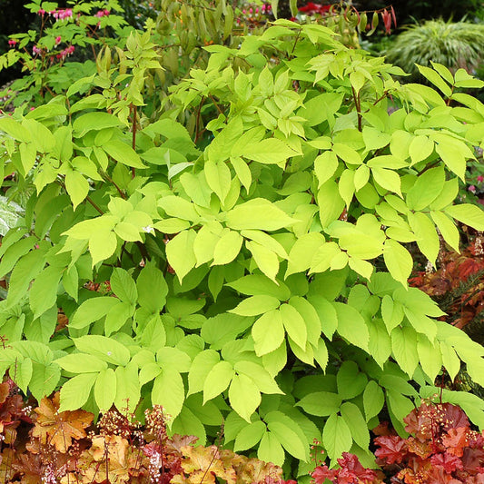 Semi di Erba di Aralia Cordata