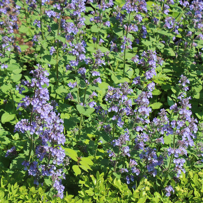 Persian Catmint Herb Seeds