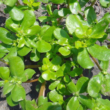Golden Purslane (Portulaca Oleracea) Vegetable Seeds – Heirloom, Non-GMO, Drought-Tolerant, Annual